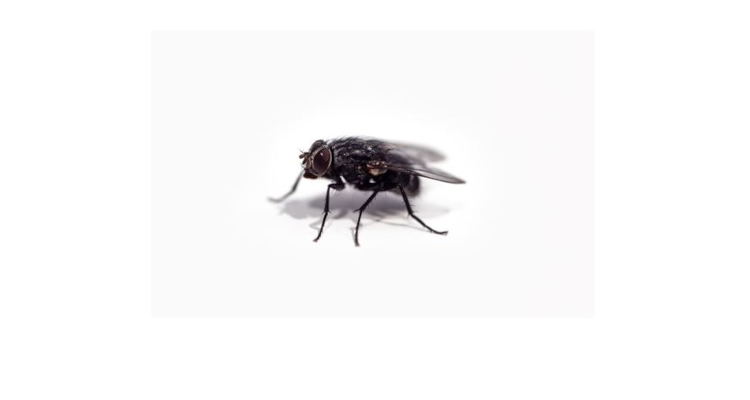 Immagine Indicazioni per la lotta alla infestazione muscina (mosche) nel territorio della Provincia di Bergamo