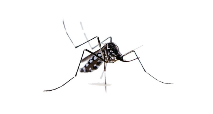 Immagine Aedes Albopticus (zanzara tigre)